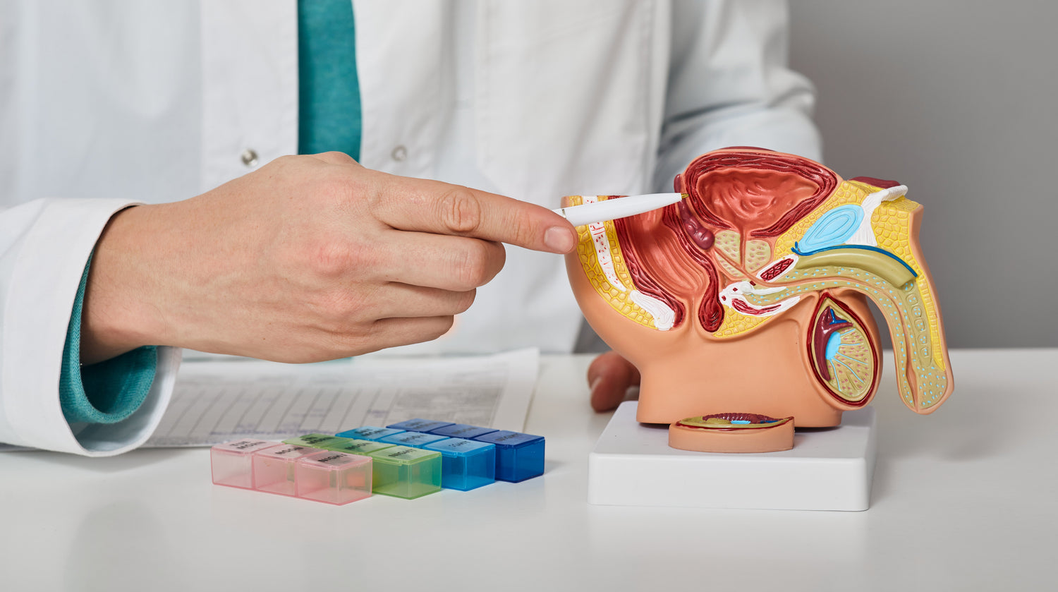 Die Funktion der Prostata: Ein unterschätztes Organ mit wichtiger Aufgabe
